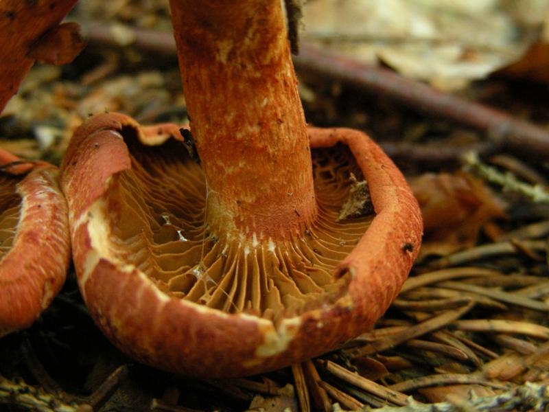 Cortinarius bolaris